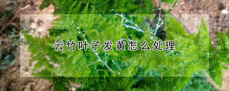云竹葉子發(fā)黃怎么處理
