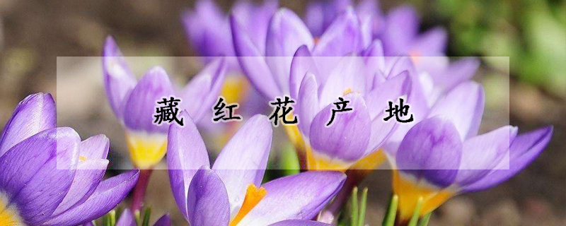 藏紅花產(chǎn)地