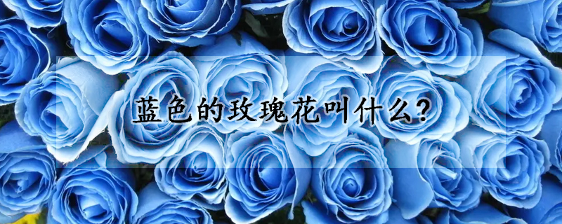 藍色的玫瑰花叫什么?