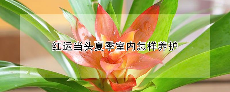 紅運當(dāng)頭夏季室內(nèi)怎樣養(yǎng)護(hù)