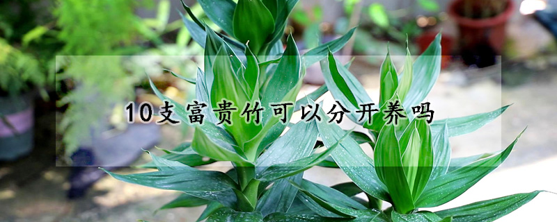 10支富貴竹可以分開養(yǎng)嗎