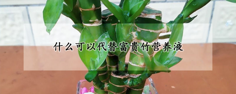 什么可以代替富貴竹營養(yǎng)液