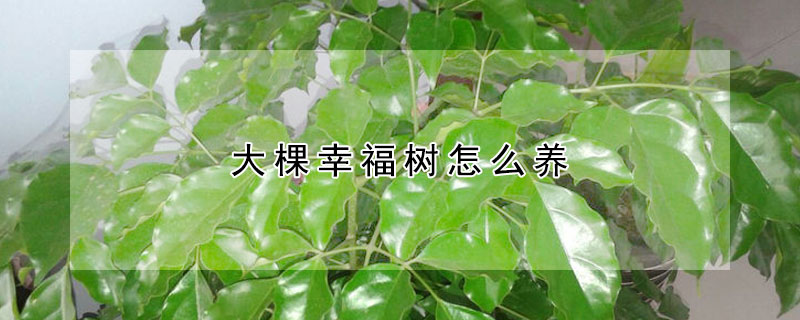 大棵幸福樹怎么養(yǎng)