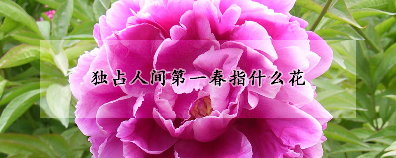 獨(dú)占人間第一春指什么花