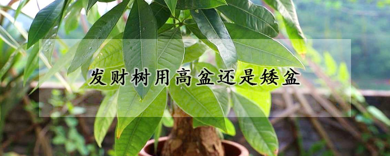 野生蘭花是國家保護(hù)植物嗎