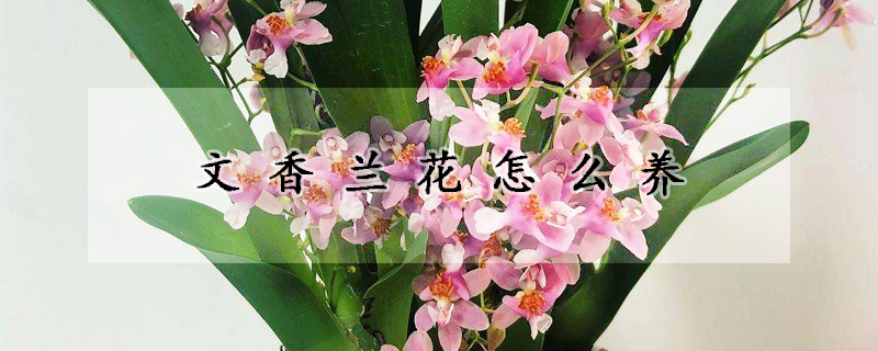 文香蘭花怎么養(yǎng)