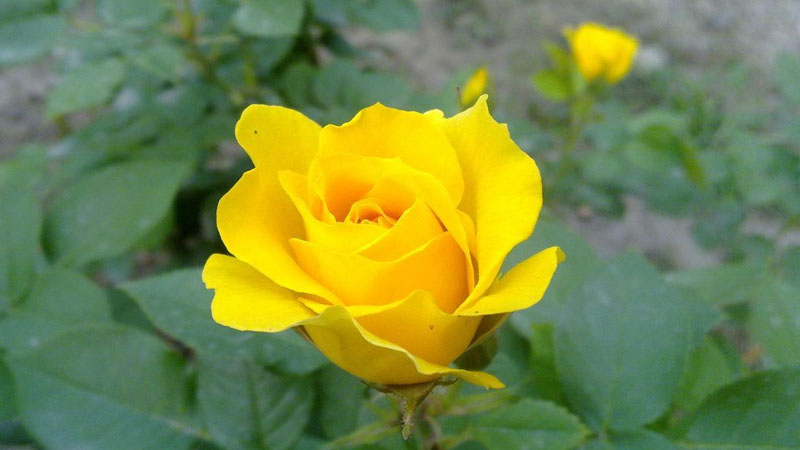 黃色月季花語(yǔ)象征與寓意