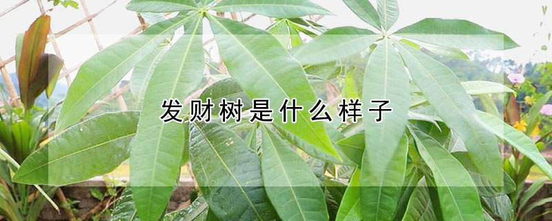 發(fā)財(cái)樹是什么樣子