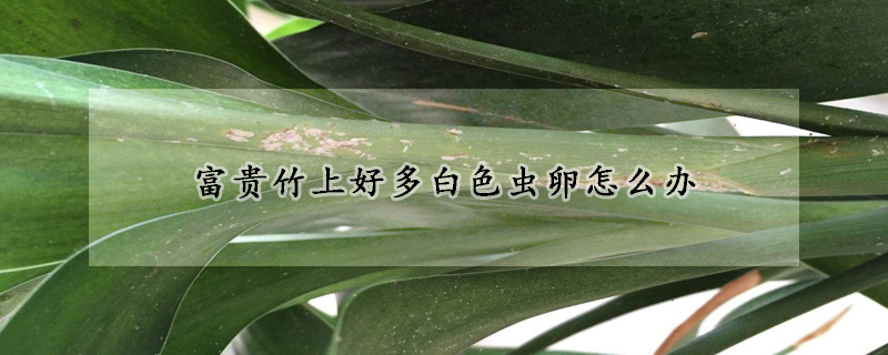 富貴竹上好多白色蟲(chóng)卵怎么辦