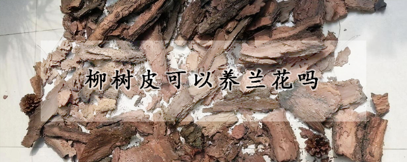 柳樹皮可以養(yǎng)蘭花嗎