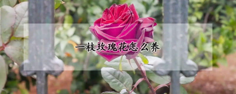 一枝玫瑰花怎么養(yǎng)