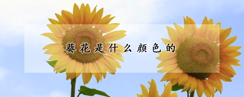 葵花是什么顏色的