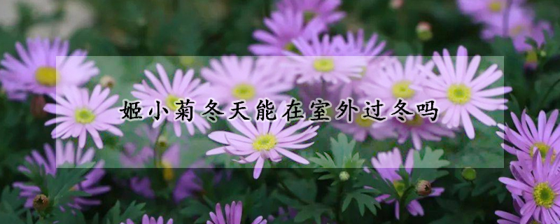 姬小菊冬天能在室外過(guò)冬嗎