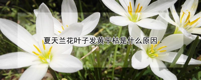 夏天蘭花葉子發(fā)黃干枯是什么原因
