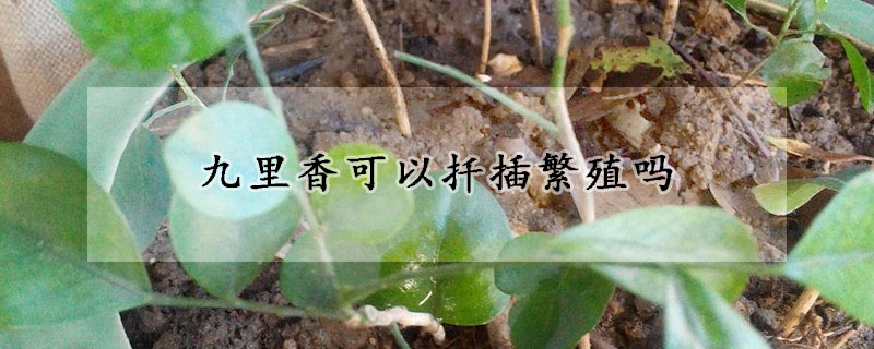 九里香可以扦插繁殖嗎