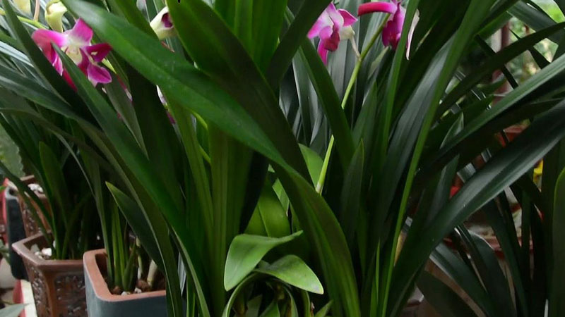 墨蘭怎么養(yǎng)才能開(kāi)花