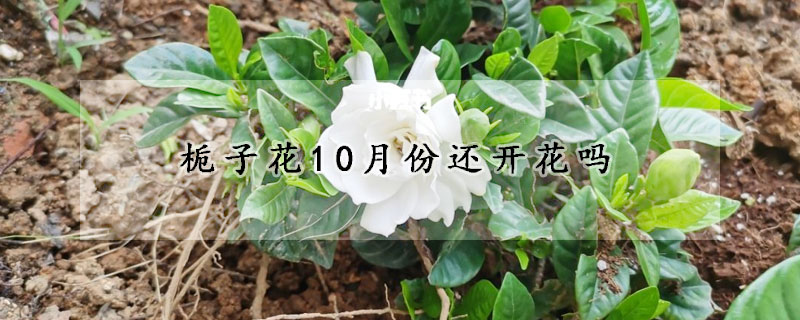 梔子花10月份還開(kāi)花嗎