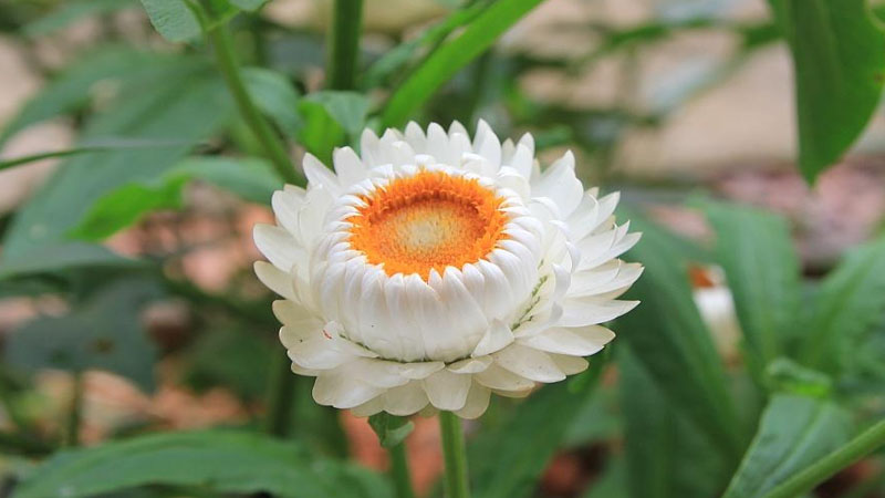 麥稈菊的養(yǎng)殖方法和注意事項(xiàng)有哪些