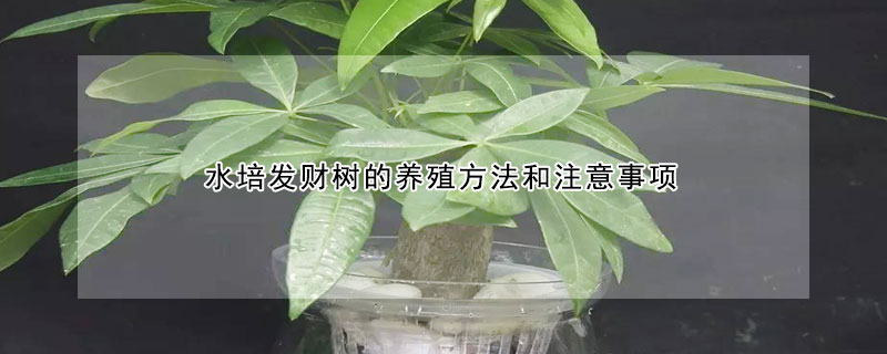 水培發(fā)財樹的養(yǎng)殖方法和注意事項