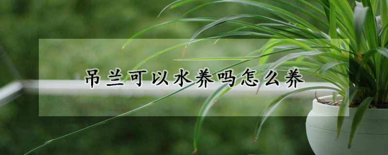 吊蘭可以水養(yǎng)嗎怎么養(yǎng)