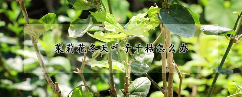茉莉花冬天葉子干枯怎么辦