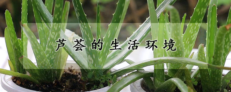 蘆薈的生活環(huán)境