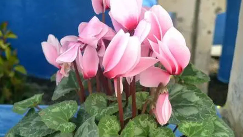 仙客來怎么養(yǎng)護長得旺盛花開的好