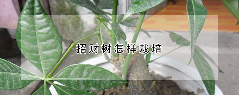招財(cái)樹怎樣栽培