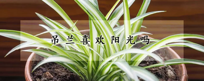 吊蘭喜歡陽(yáng)光嗎