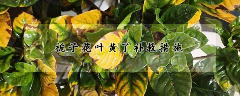 梔子花葉黃了補(bǔ)救措施