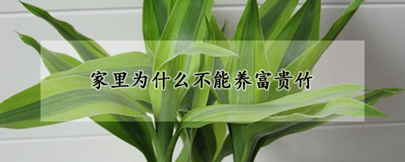家里為什么不能養(yǎng)富貴竹