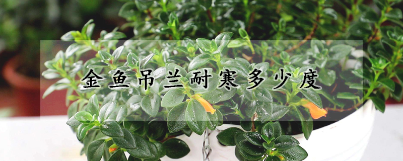 金魚(yú)吊蘭耐寒多少度