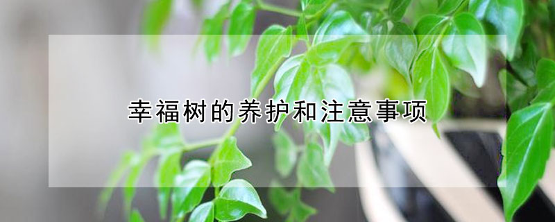幸福樹(shù)的養(yǎng)護(hù)和注意事項(xiàng)