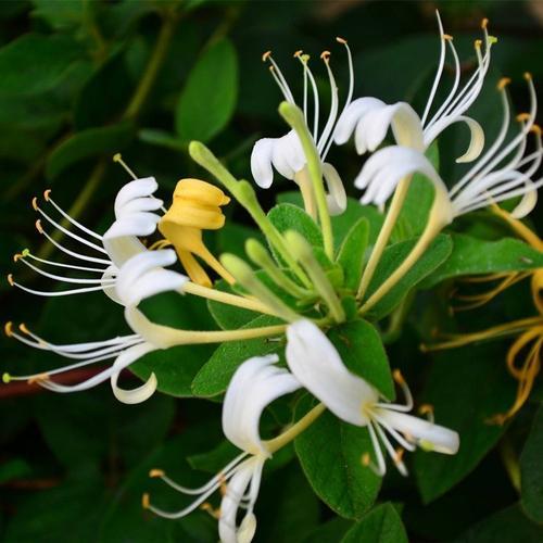 金銀花開(kāi)花少是什么原因？