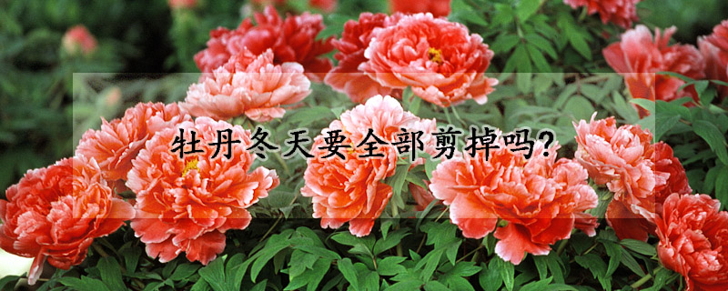 牡丹冬天要全部剪掉嗎? 