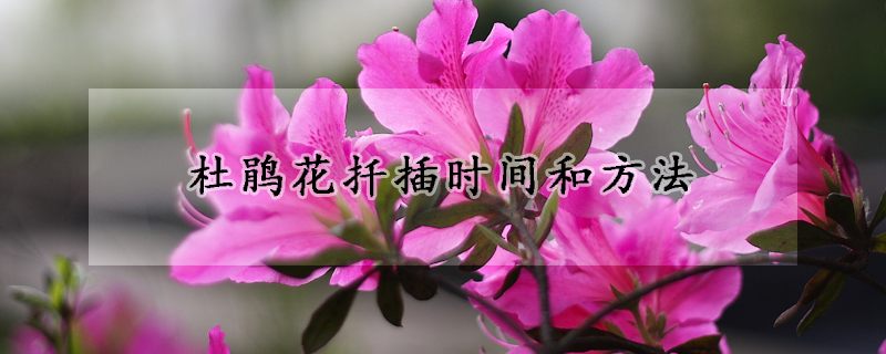 杜鵑花扦插時(shí)間和方法