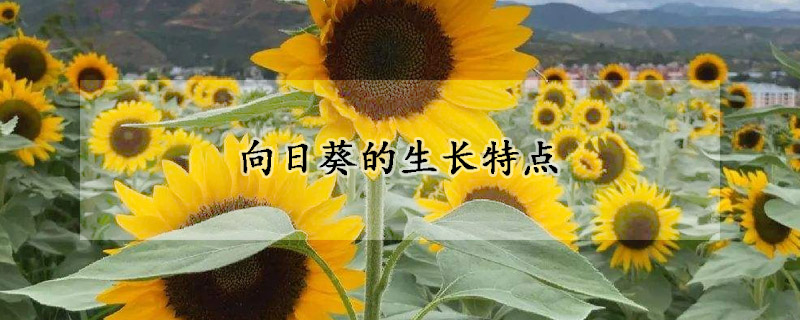 向日葵的生長特點(diǎn)
