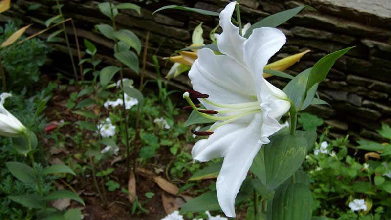 百合鮮花怎么養(yǎng)時間能長一點?