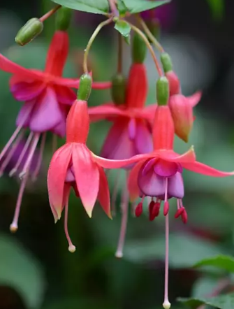 5種漂亮花，公認(rèn)的難養(yǎng)，新手不要輕易入手