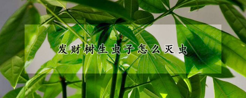 發(fā)財樹生蟲子怎么滅蟲