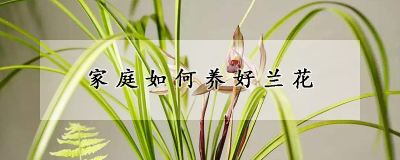 家庭如何養(yǎng)好蘭花
