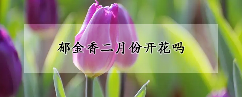 郁金香二月份開(kāi)花嗎