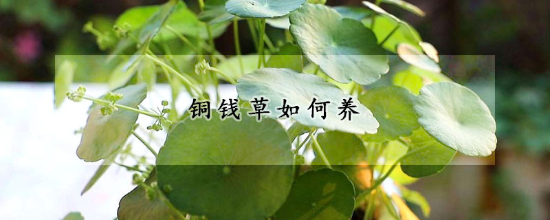 銅錢(qián)草如何養(yǎng)