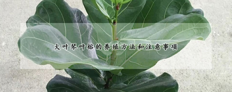 大葉琴葉榕的養(yǎng)殖方法和注意事項