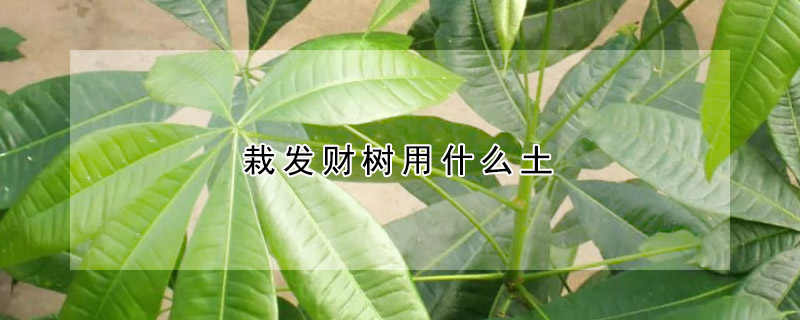 栽發(fā)財樹用什么土