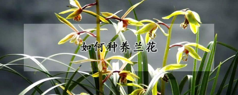 如何種養(yǎng)蘭花