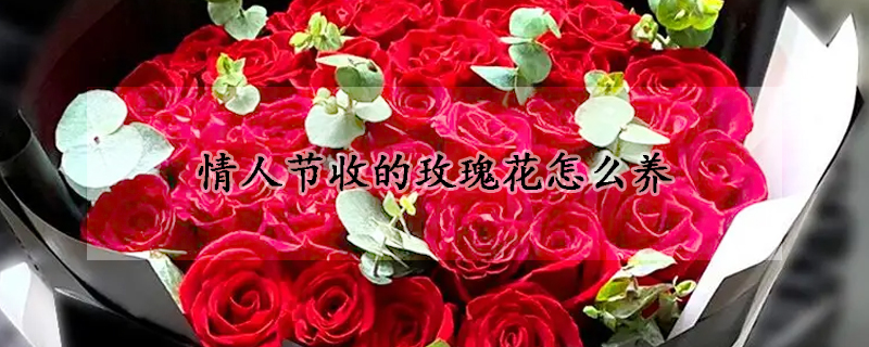 情人節(jié)收的玫瑰花怎么養(yǎng)