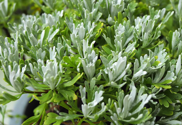 草芙蓉對(duì)土壤有什么要求，如何進(jìn)行正確分株？