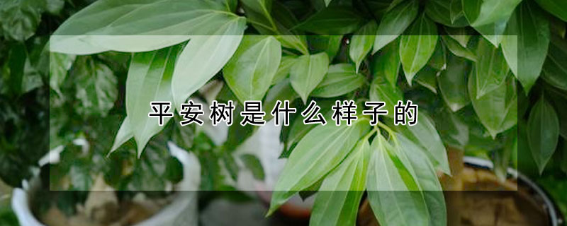 平安樹(shù)是什么樣子的