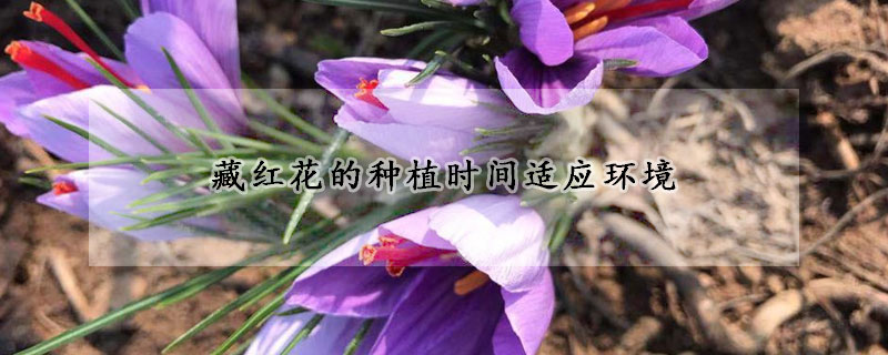 藏紅花的種植時(shí)間適應(yīng)環(huán)境
